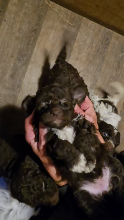 Zeppole, a female Lagotto Romagnolo for sale in Agua Dulce, CA – 1 of 1