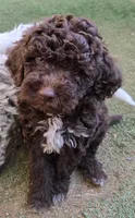 Cannoli, a male Lagotto Romagnolo for sale in Agua Dulce, CA – 2 of 5