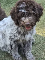 Gelato, a male Lagotto Romagnolo for sale in Agua Dulce, CA – 3 of 7