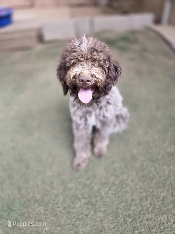Gelato – Lagotto Romagnolo puppy for sale in Agua Dulce, CA