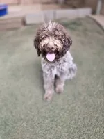 Gelato, a male Lagotto Romagnolo for sale in Agua Dulce, CA – 1 of 7