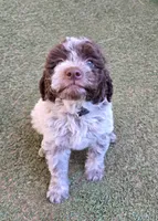Spumoni, a female Lagotto Romagnolo for sale in Agua Dulce, CA – 2 of 3