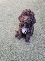 Cannoli, a male Lagotto Romagnolo for sale in Agua Dulce, CA – 5 of 5