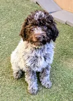 Gelato, a male Lagotto Romagnolo for sale in Agua Dulce, CA – 4 of 7