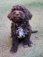 Cannoli, a male Lagotto Romagnolo for sale in Agua Dulce, CA – 4 of 5