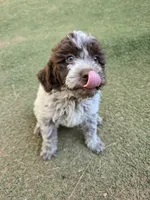 Spumoni, a female Lagotto Romagnolo for sale in Agua Dulce, CA – 3 of 3