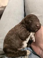 Gelato, a male Lagotto Romagnolo for sale in Agua Dulce, CA – 3 of 3