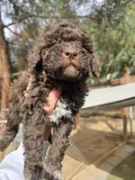 Gelato, a male Lagotto Romagnolo for sale in Agua Dulce, CA – 1 of 3
