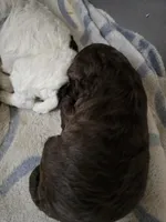 Gelato, a male Lagotto Romagnolo for sale in Agua Dulce, CA – 2 of 3