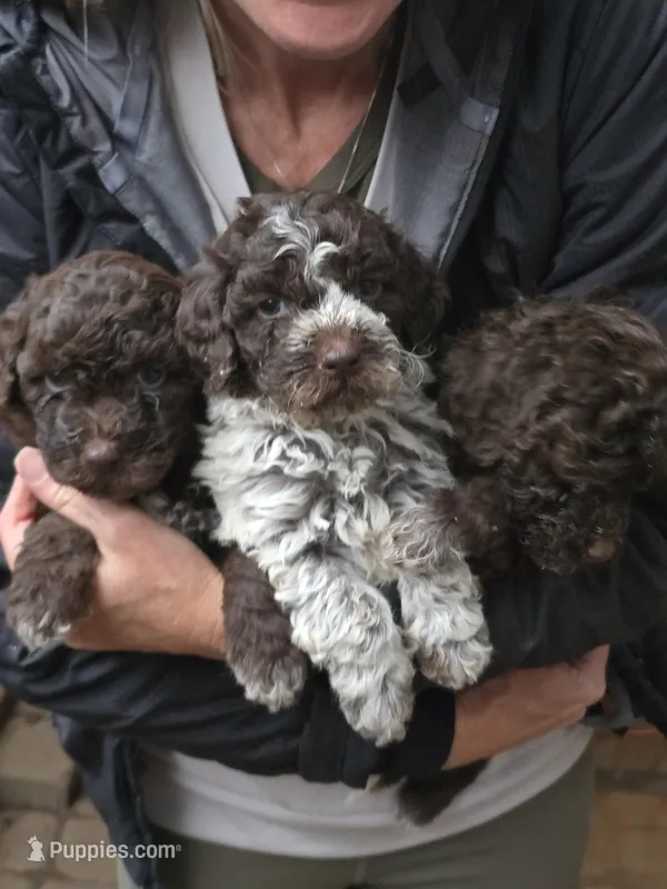 Spumoni – Lagotto Romagnolo puppy for sale in Agua Dulce, CA