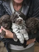 Spumoni, a male Lagotto Romagnolo for sale in Agua Dulce, CA – 1 of 1