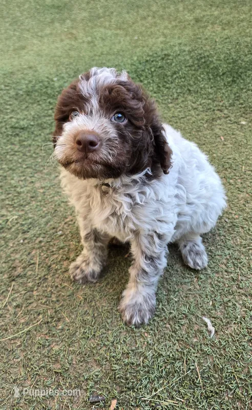 Spumoni – Lagotto Romagnolo puppy for sale in Agua Dulce, CA