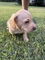 Moonpie, a male Miniature Dachshund for sale in Hattiesburg, MS – 5 of 6