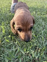 Sugarpie, a female Miniature Dachshund for sale in Hattiesburg, MS – 4 of 6