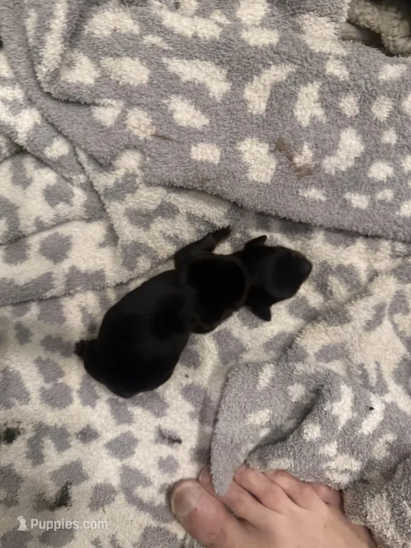 Darkman – Miniature Dachshund puppy for sale in Hattiesburg, MS