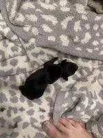 Darkman, a male Miniature Dachshund for sale in Hattiesburg, MS – 1 of 2
