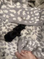 Darkman, a male Miniature Dachshund for sale in Hattiesburg, MS – 2 of 2