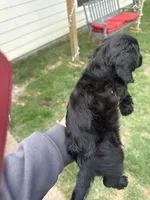 Femi, a male Yorkipoo and Miniature Dachshund for sale in Hattiesburg, MS – Photo 2 of 2