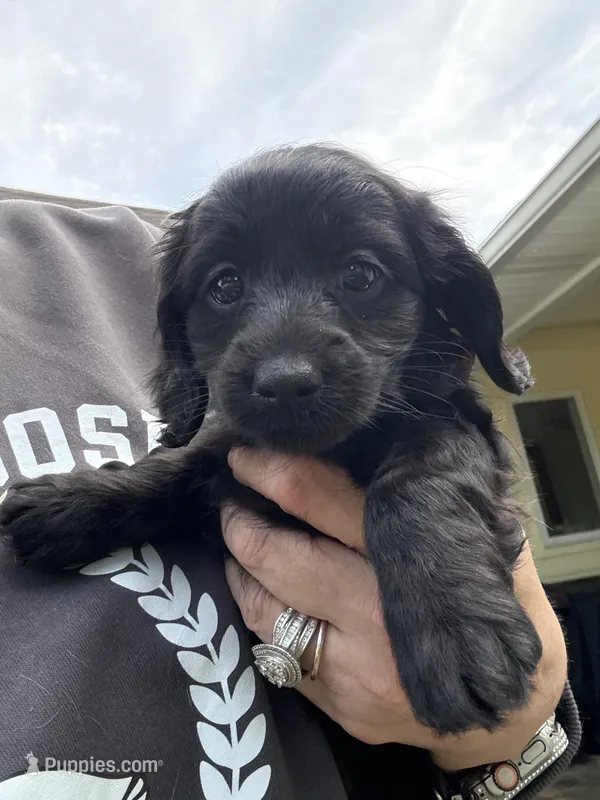 Femi, a male Yorkipoo and Miniature Dachshund for sale in Hattiesburg, MS – Photo 1 of 2
