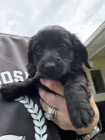 Femi, a male Yorkipoo and Miniature Dachshund for sale in Hattiesburg, MS – Photo 1 of 2