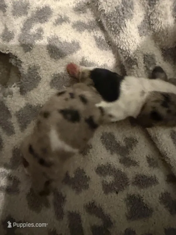 Roman – Miniature Dachshund puppy for sale in Hattiesburg, MS