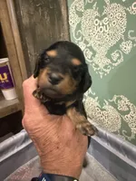 SuzieQ, a female Miniature Dachshund for sale in Hattiesburg, MS – 4 of 5