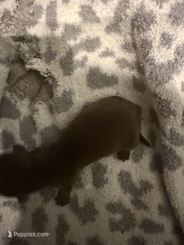 Coco man – Miniature Dachshund puppy for sale in Hattiesburg, MS