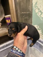Jersyshore, a female Miniature Dachshund for sale in Hattiesburg, MS – 5 of 5