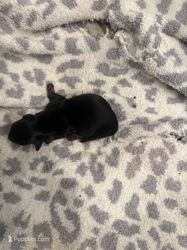 SuzieQ – Miniature Dachshund puppy for sale in Hattiesburg, MS