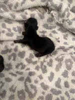 SuzieQ, a female Miniature Dachshund for sale in Hattiesburg, MS – 2 of 2
