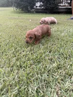 Sugarpie, a female Miniature Dachshund for sale in Hattiesburg, MS – 5 of 6