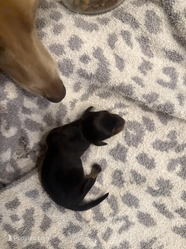 Jersyshore, a female Miniature Dachshund for sale in Hattiesburg, MS – 1 of 2