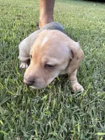 Moonpie, a male Miniature Dachshund for sale in Hattiesburg, MS – 4 of 6