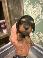 Darkman, a male Miniature Dachshund for sale in Hattiesburg, MS – 5 of 5