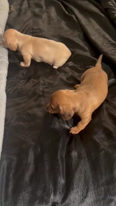 Sugarpie, a female Miniature Dachshund for sale in Hattiesburg, MS – 6 of 6