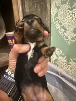 Darkman, a male Miniature Dachshund for sale in Hattiesburg, MS – 3 of 5
