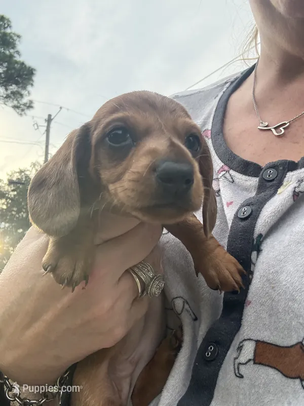 Sugarpie – Miniature Dachshund puppy for sale in Hattiesburg, MS