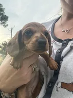 Sugarpie, a female Miniature Dachshund for sale in Hattiesburg, MS – 1 of 6