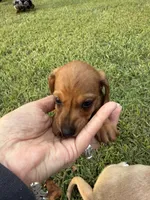 Sugarpie, a female Miniature Dachshund for sale in Hattiesburg, MS – 3 of 6