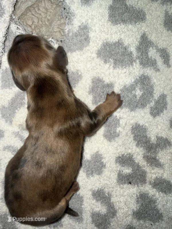 Speckle boy – Miniature Dachshund puppy for sale in Hattiesburg, MS