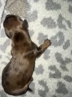 Speckle boy, a male Miniature Dachshund for sale in Hattiesburg, MS – 1 of 2