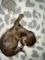 Speckle boy, a male Miniature Dachshund for sale in Hattiesburg, MS – 2 of 2