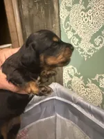 Jersyshore, a female Miniature Dachshund for sale in Hattiesburg, MS – 3 of 5