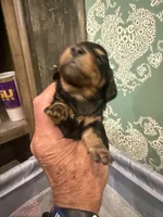 SuzieQ, a female Miniature Dachshund for sale in Hattiesburg, MS – 5 of 5