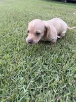 Moonpie, a male Miniature Dachshund for sale in Hattiesburg, MS – 6 of 6