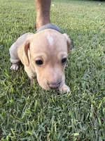 Moonpie, a male Miniature Dachshund for sale in Hattiesburg, MS – 2 of 6