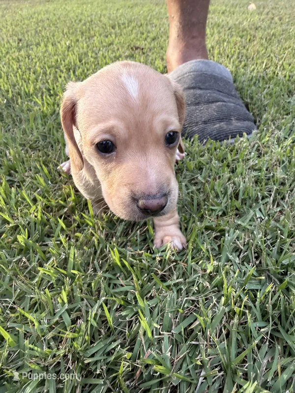 Moonpie – Miniature Dachshund puppy for sale in Hattiesburg, MS