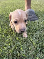 Moonpie, a male Miniature Dachshund for sale in Hattiesburg, MS – 1 of 6