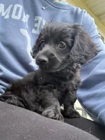 Femi, a male Yorkipoo and Miniature Dachshund for sale in Hattiesburg, MS – Photo 5 of 6
