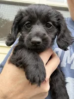 Femi, a male Yorkipoo and Miniature Dachshund for sale in Hattiesburg, MS – Photo 3 of 6